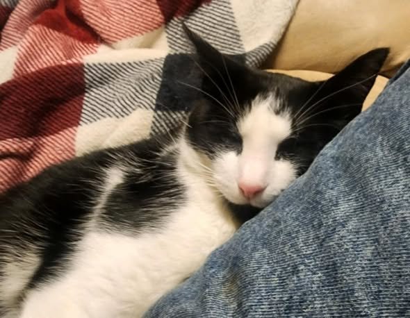 ASH - Domestic Short Hair available for adoption