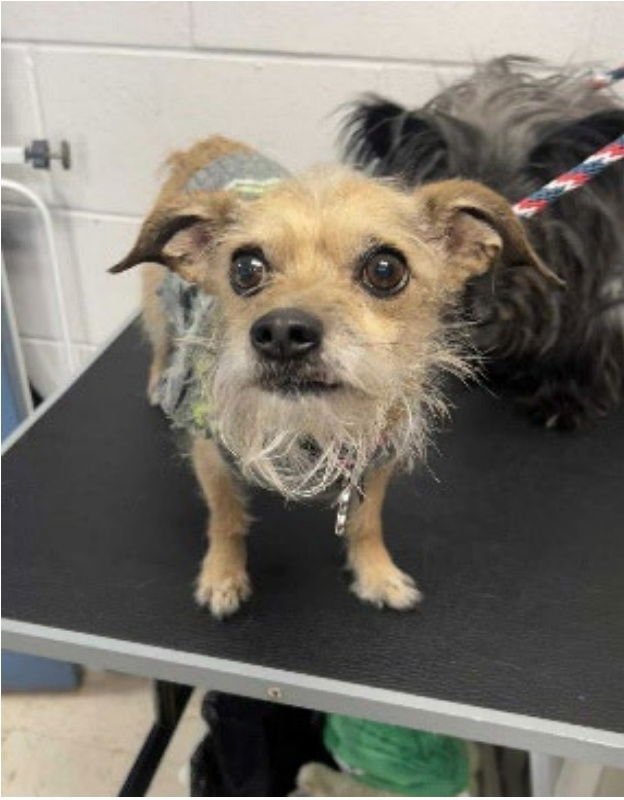 BARRY - Cairn Terrier / Terrier available for adoption