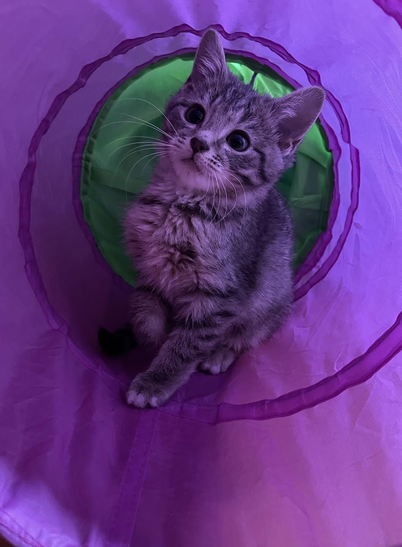 KASEY - Domestic Short Hair available for adoption