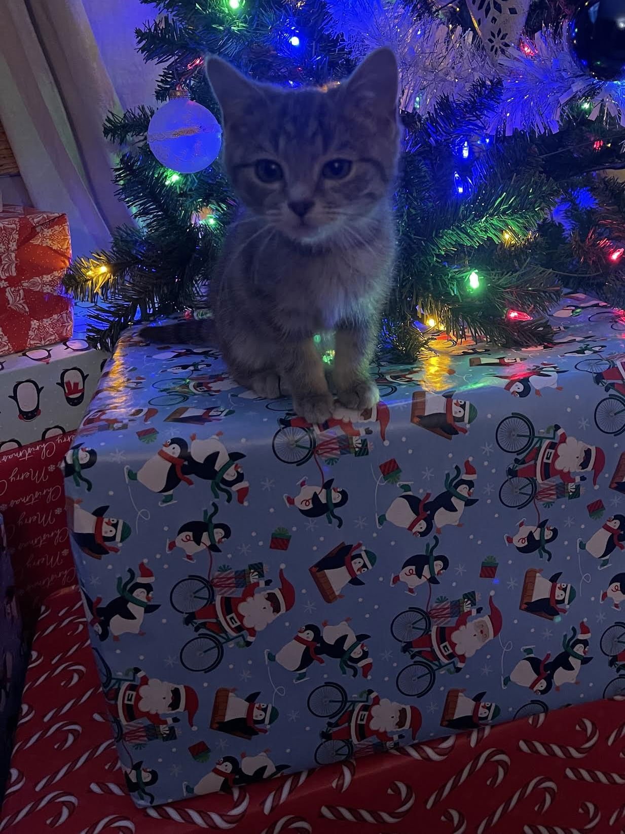 KASEY - Domestic Short Hair available for adoption