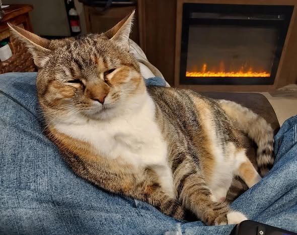 PRECIOUS CUDDLES - Domestic Short Hair available for adoption