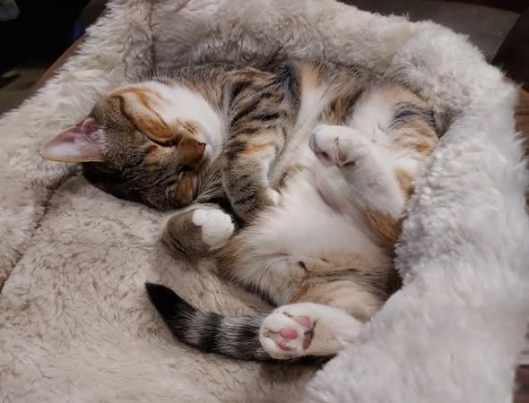 PRECIOUS CUDDLES - Domestic Short Hair available for adoption