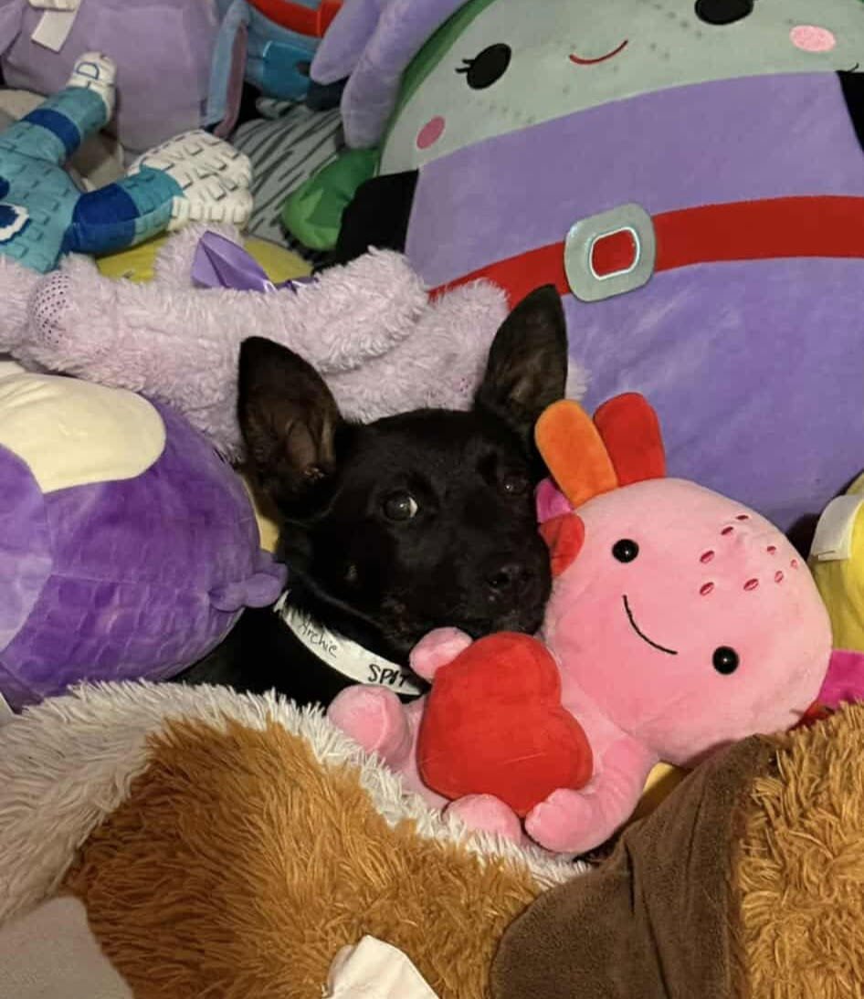 ARCHIBALD *ARRIVING 2/20* - Shepherd / Labrador Retriever available for adoption