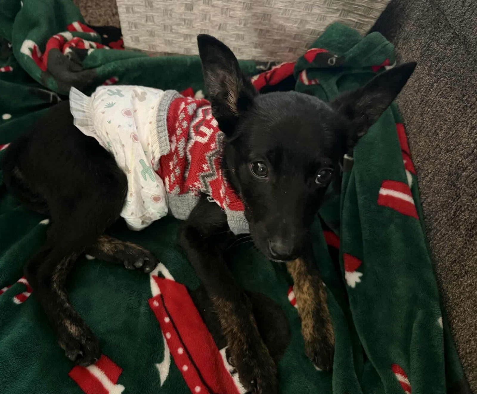 ARCHIBALD *ARRIVING 2/20* - Shepherd / Labrador Retriever available for adoption