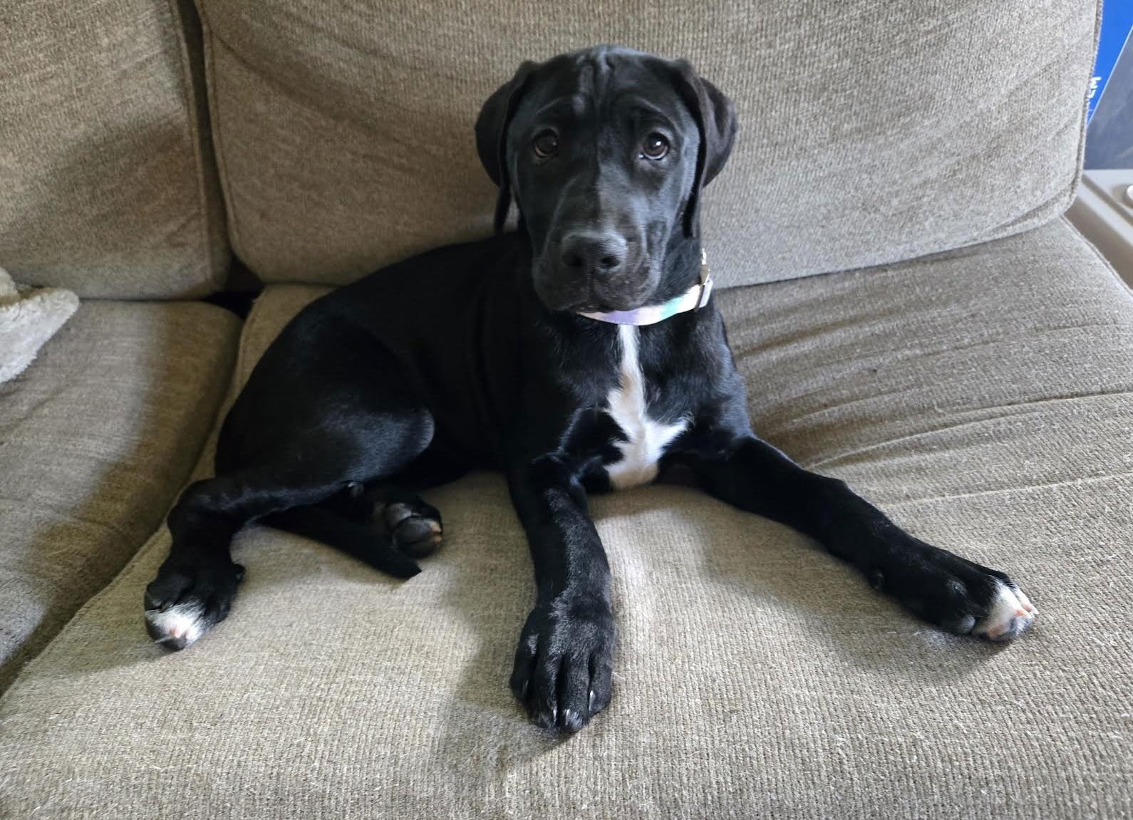 KISMET - Labrador Retriever / American Pit Bull Terrier available for adoption