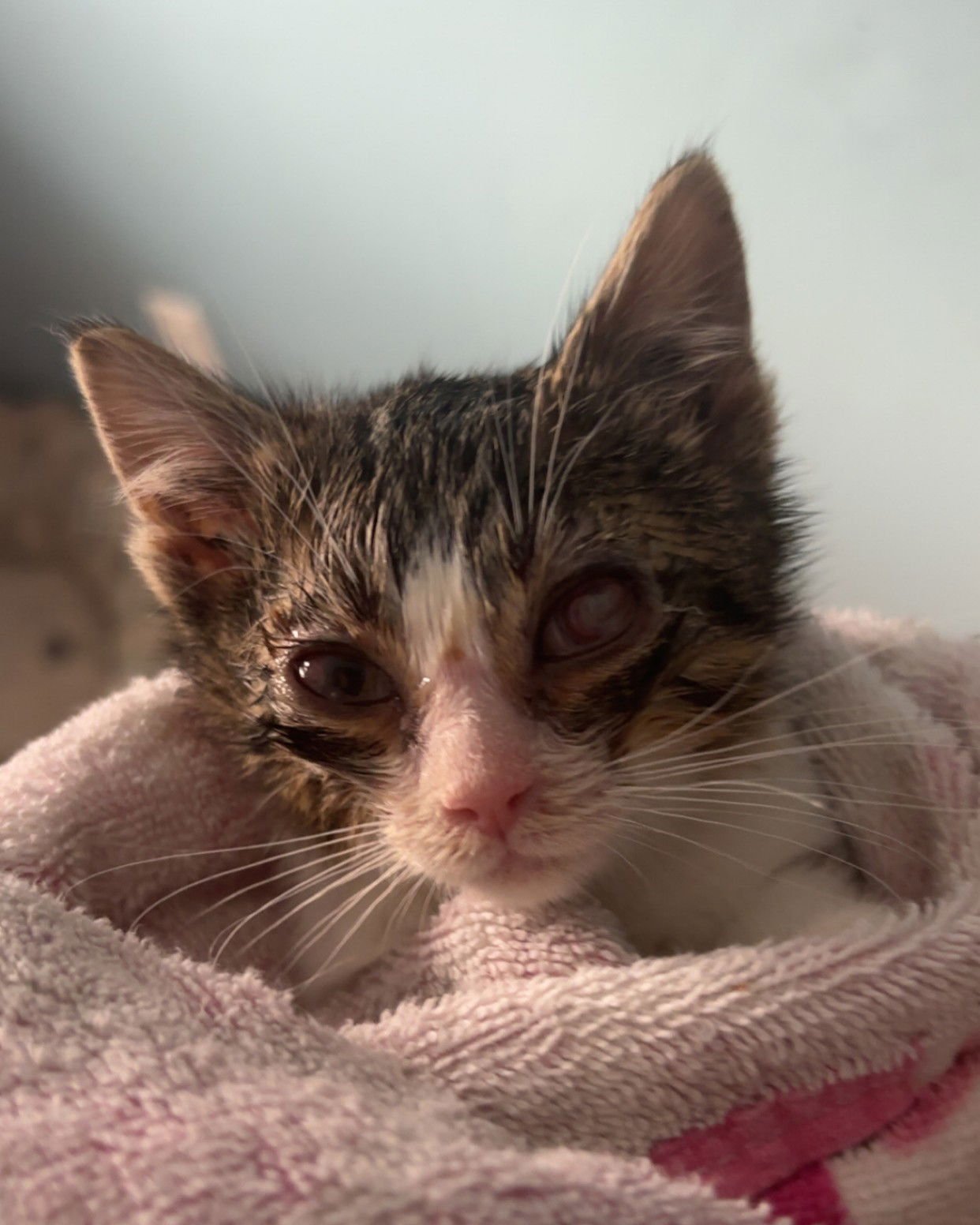 LEIGH - Tabby / Domestic Short Hair available for adoption