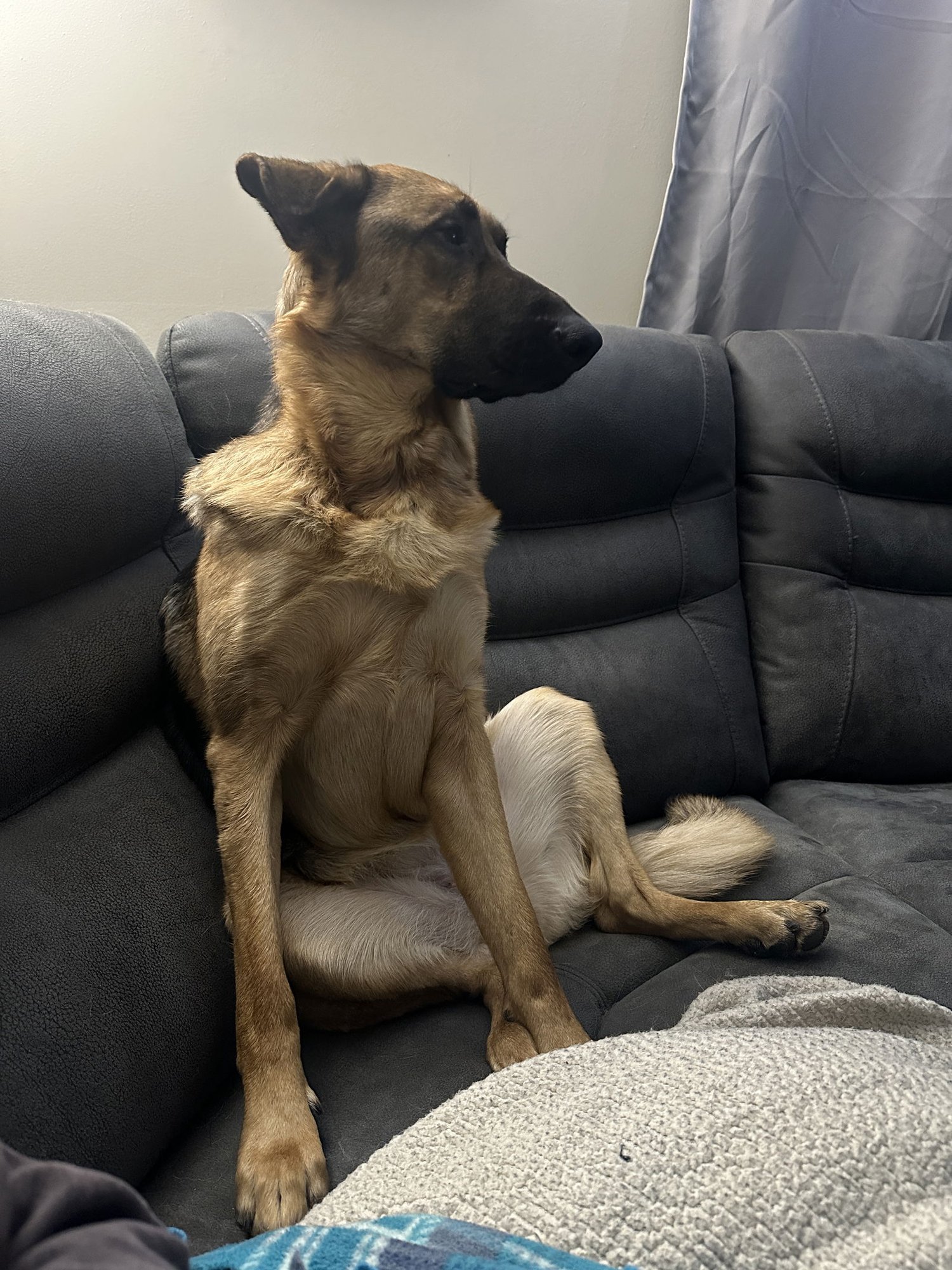 LUNA TOONS - German Shepherd Dog / Shepherd available for adoption