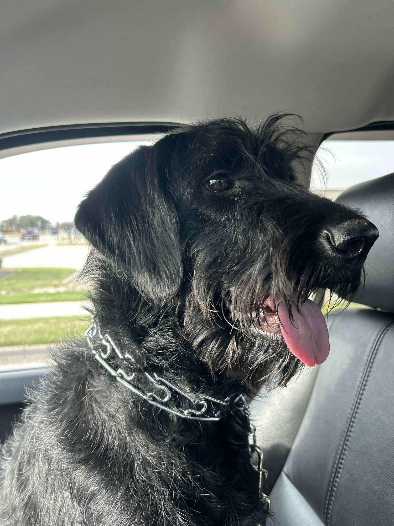 ANNA - Poodle (Standard) / Labrador Retriever available for adoption