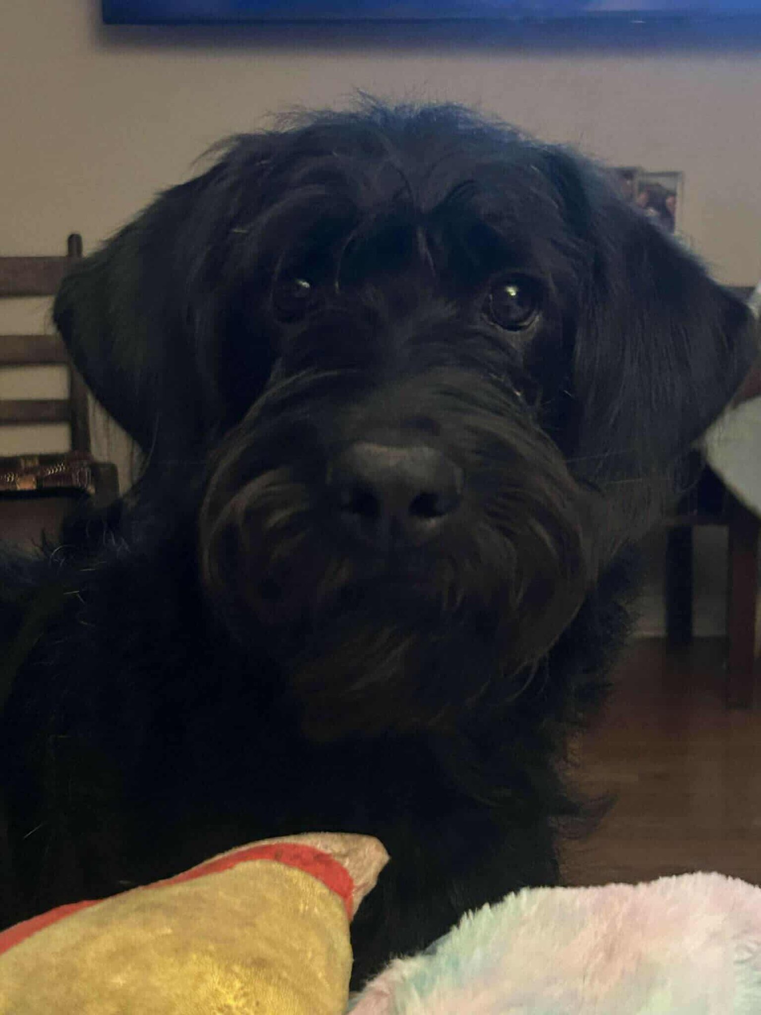 ANNA - Poodle (Standard) / Labrador Retriever available for adoption