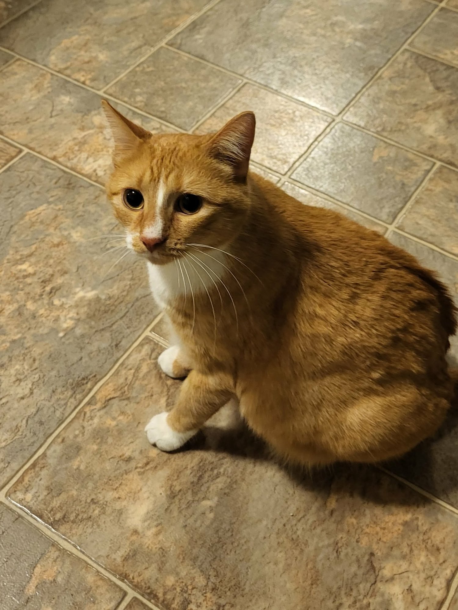 JOJO - Domestic Short Hair available for adoption