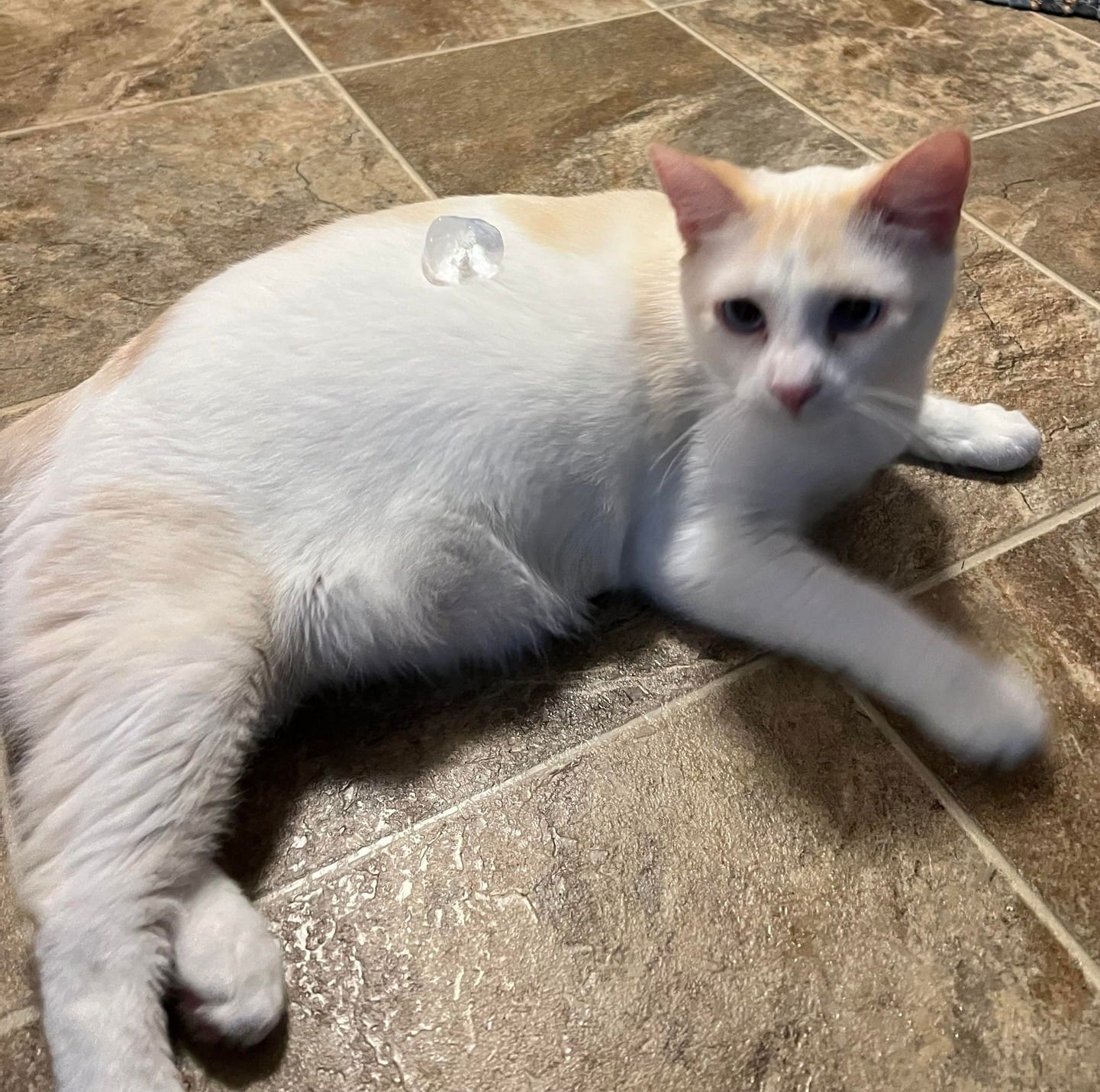 CHEETO - Domestic Short Hair available for adoption