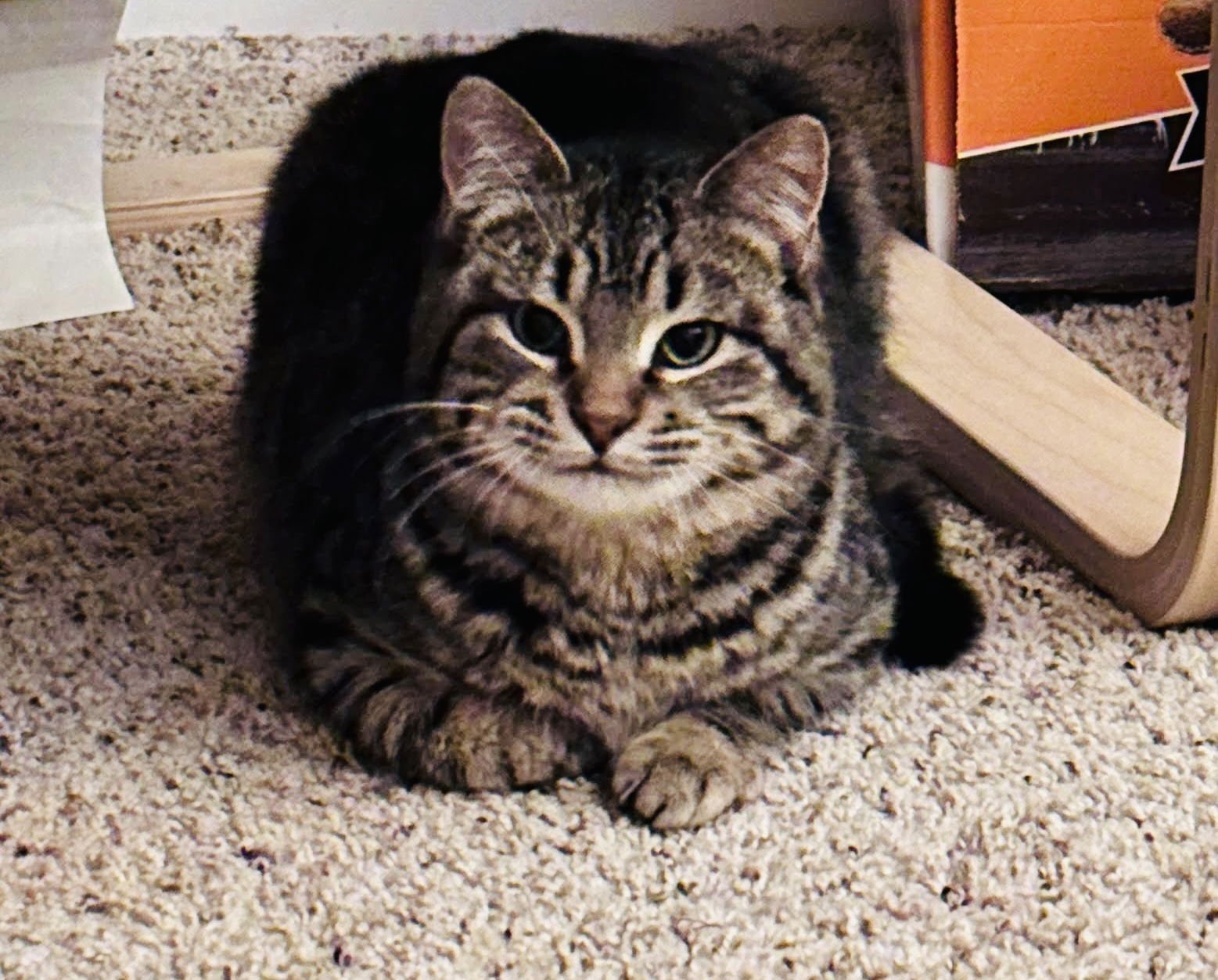 SMOKEY - Domestic Short Hair available for adoption