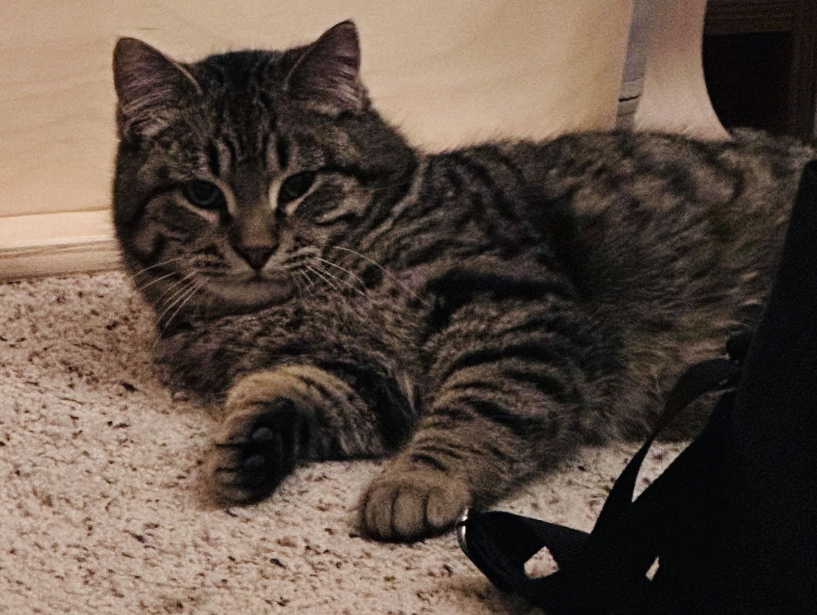 SMOKEY - Domestic Short Hair available for adoption