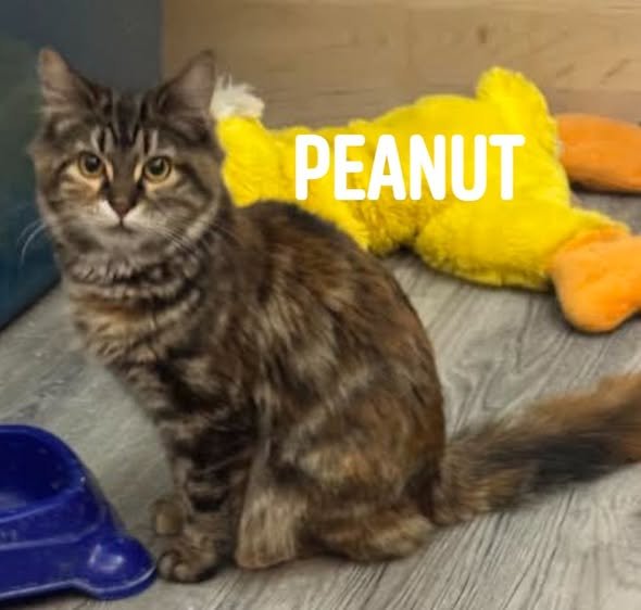 PEANUTBRITTLE - Domestic Medium Hair available for adoption