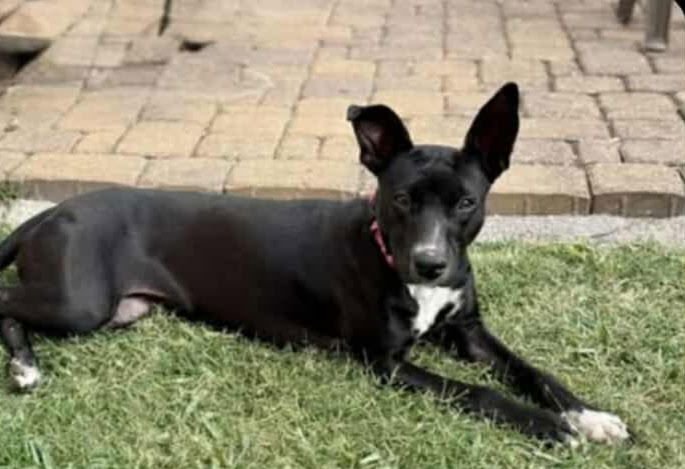 JESSI *ARRIVING 2/20* - Labrador Retriever / Jack Russell Terrier available for adoption