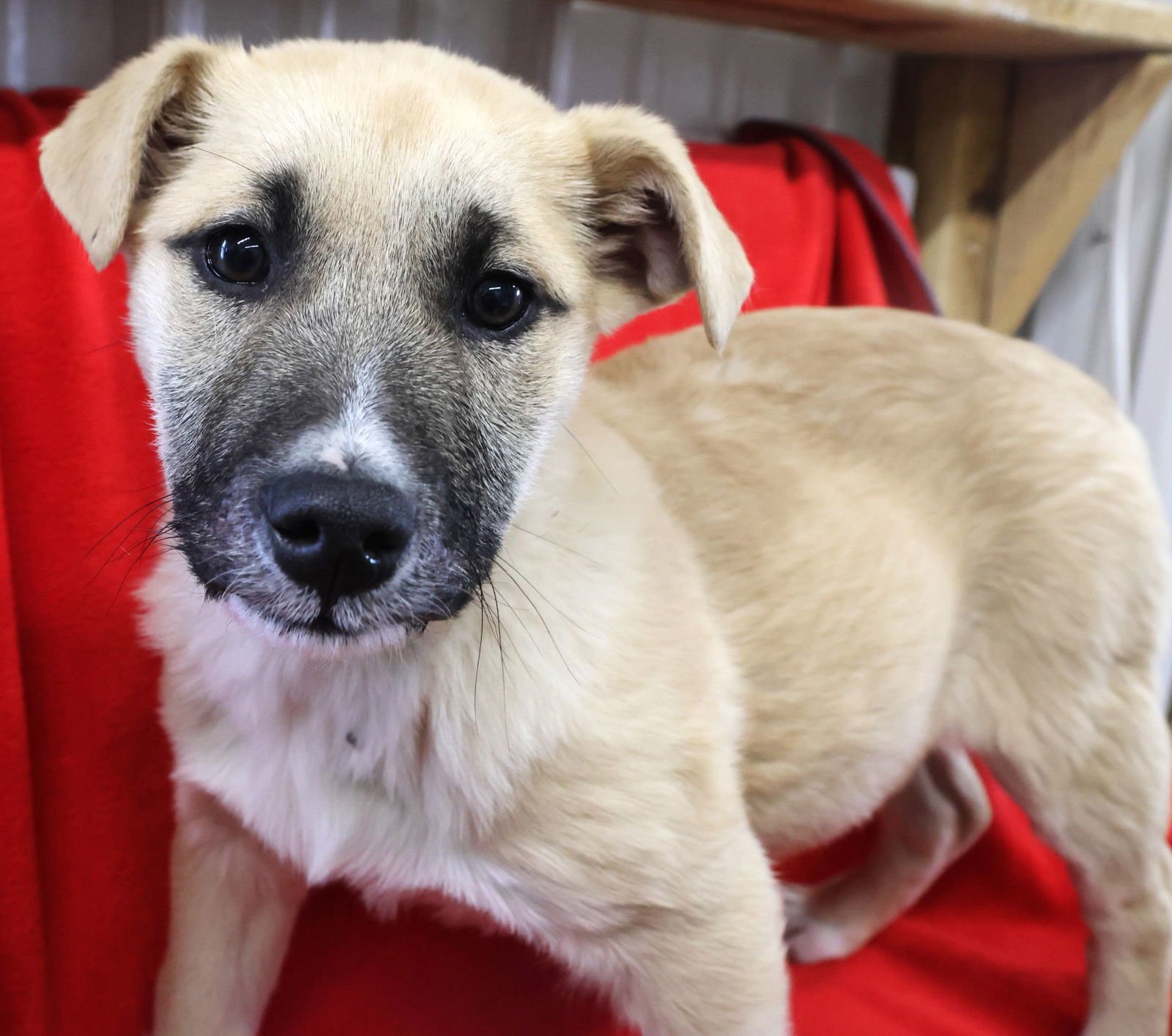 PISTACHIO - German Shepherd Dog / Labrador Retriever available for adoption