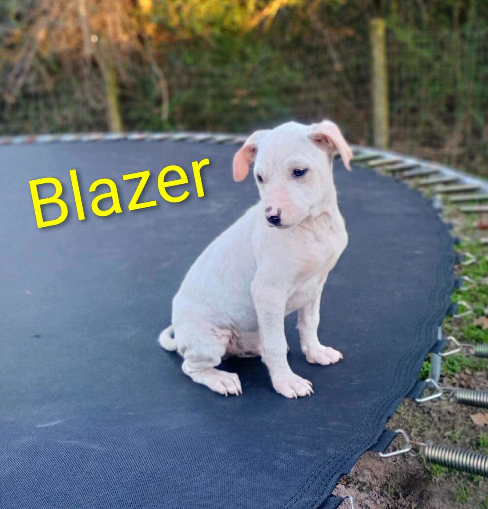 BLAZER - Pit Bull Terrier / Australian Cattle Dog/Blue Heeler available for adoption
