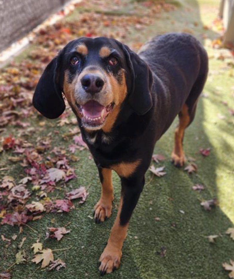 WINNY - Bloodhound / Rottweiler available for adoption