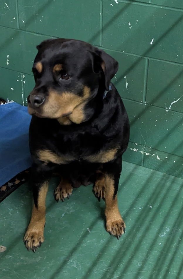 QUEENIE - Rottweiler available for adoption
