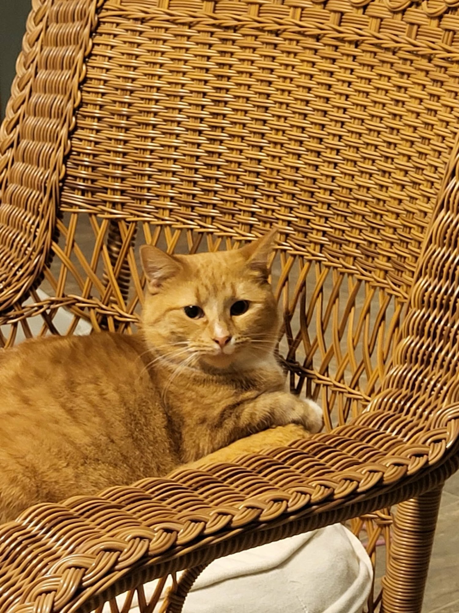 LOVEY - Domestic Short Hair available for adoption