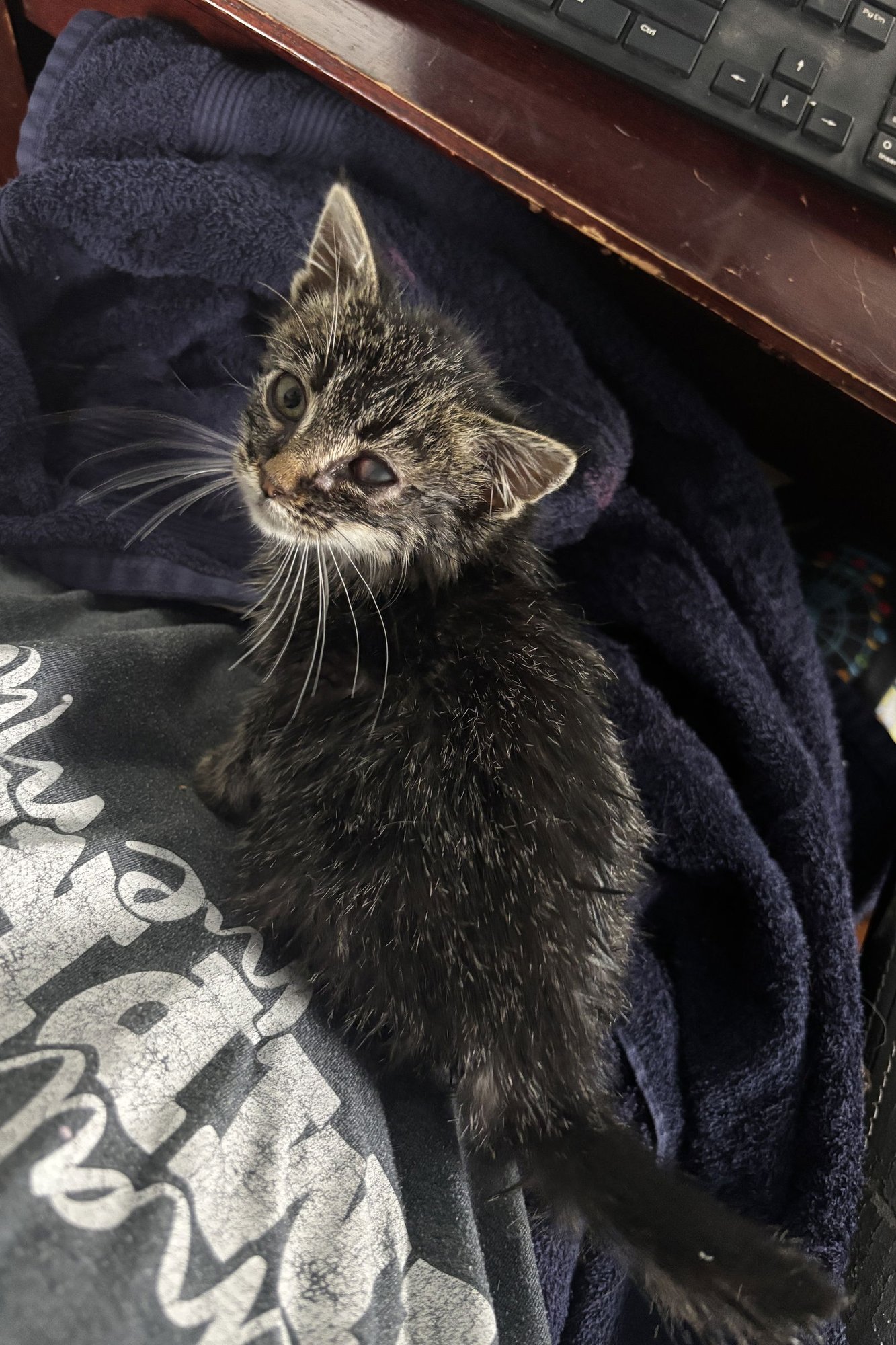 LYNN - Tabby / Domestic Short Hair available for adoption