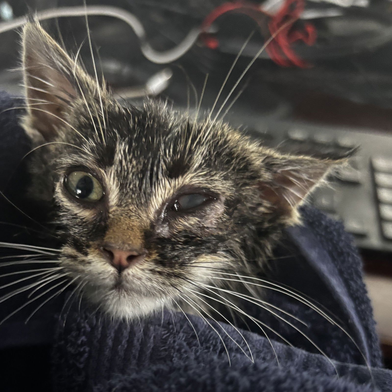 LYNN - Tabby / Domestic Short Hair available for adoption