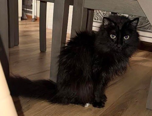 ROCKY - Domestic Long Hair available for adoption