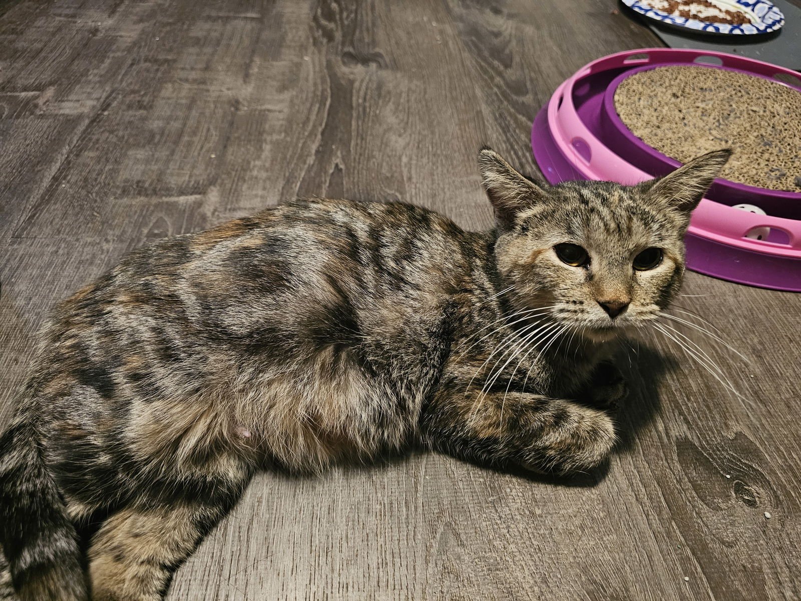 MIMI - Tortoiseshell / Tabby available for adoption