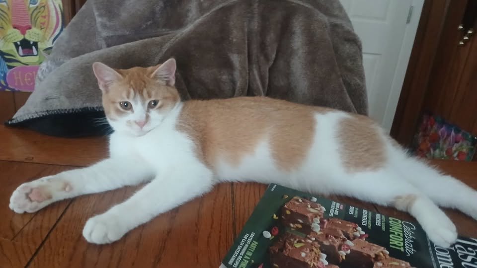 BENNY - Domestic Short Hair available for adoption