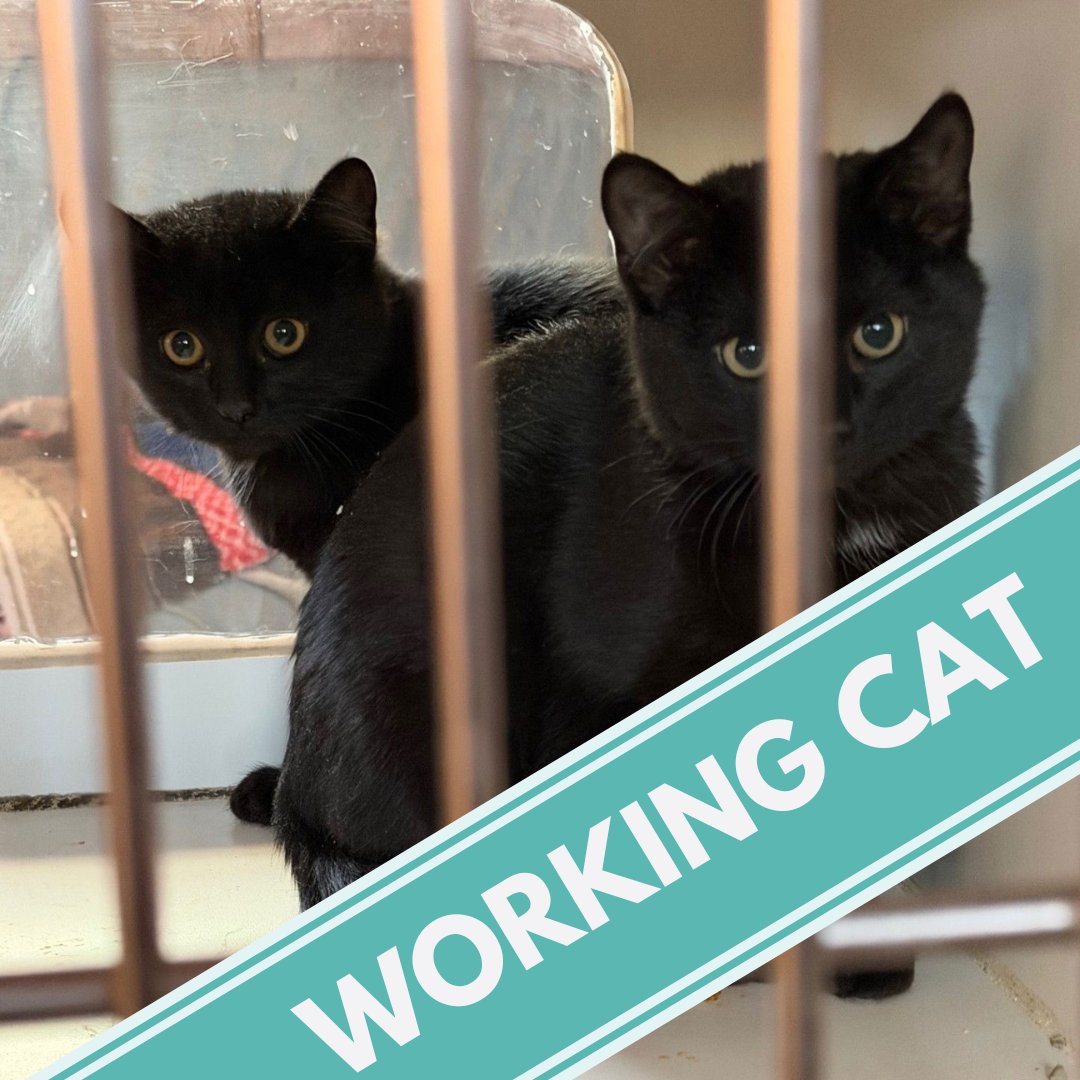 IBIS - Domestic Short Hair available for adoption