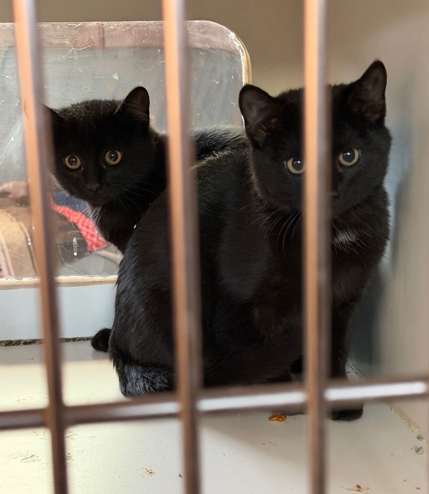 IBIS - Domestic Short Hair available for adoption