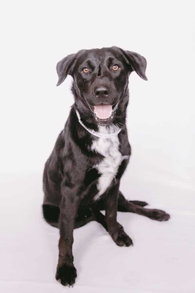 COOPER - Labrador Retriever / Golden Retriever available for adoption