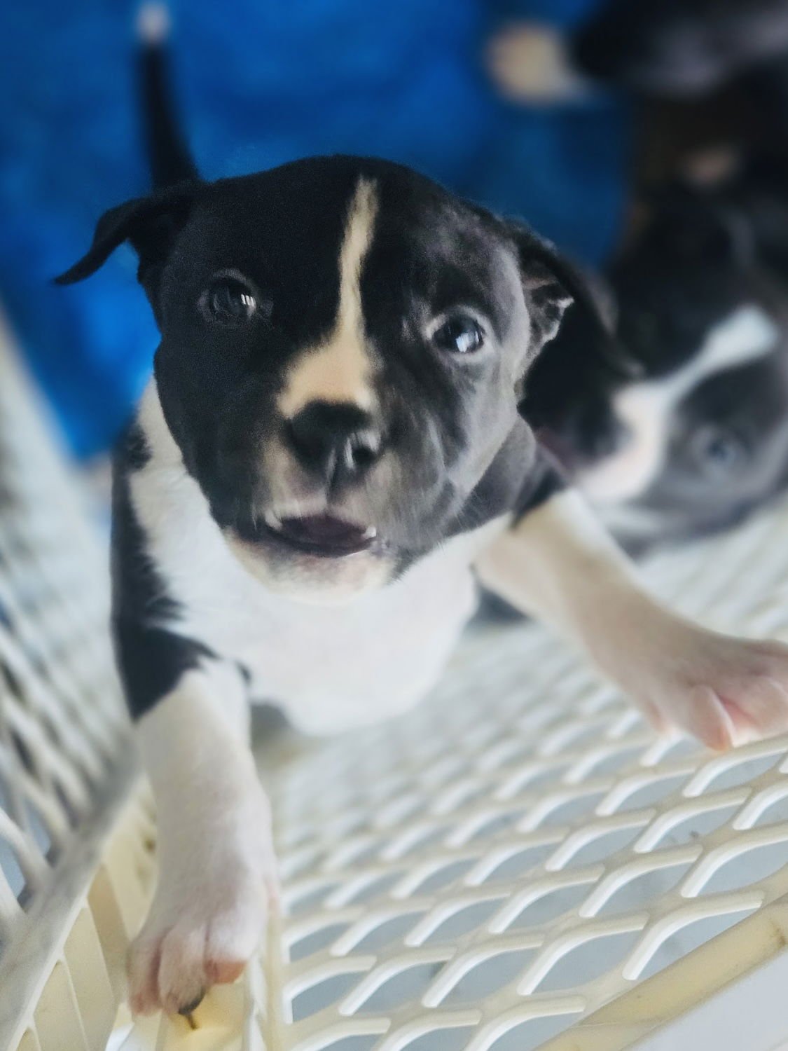 NARI - Labrador Retriever / Pit Bull Terrier available for adoption