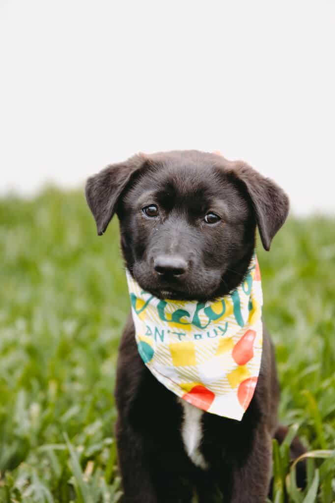 JANE JETSON - Labrador Retriever / Border Collie available for adoption