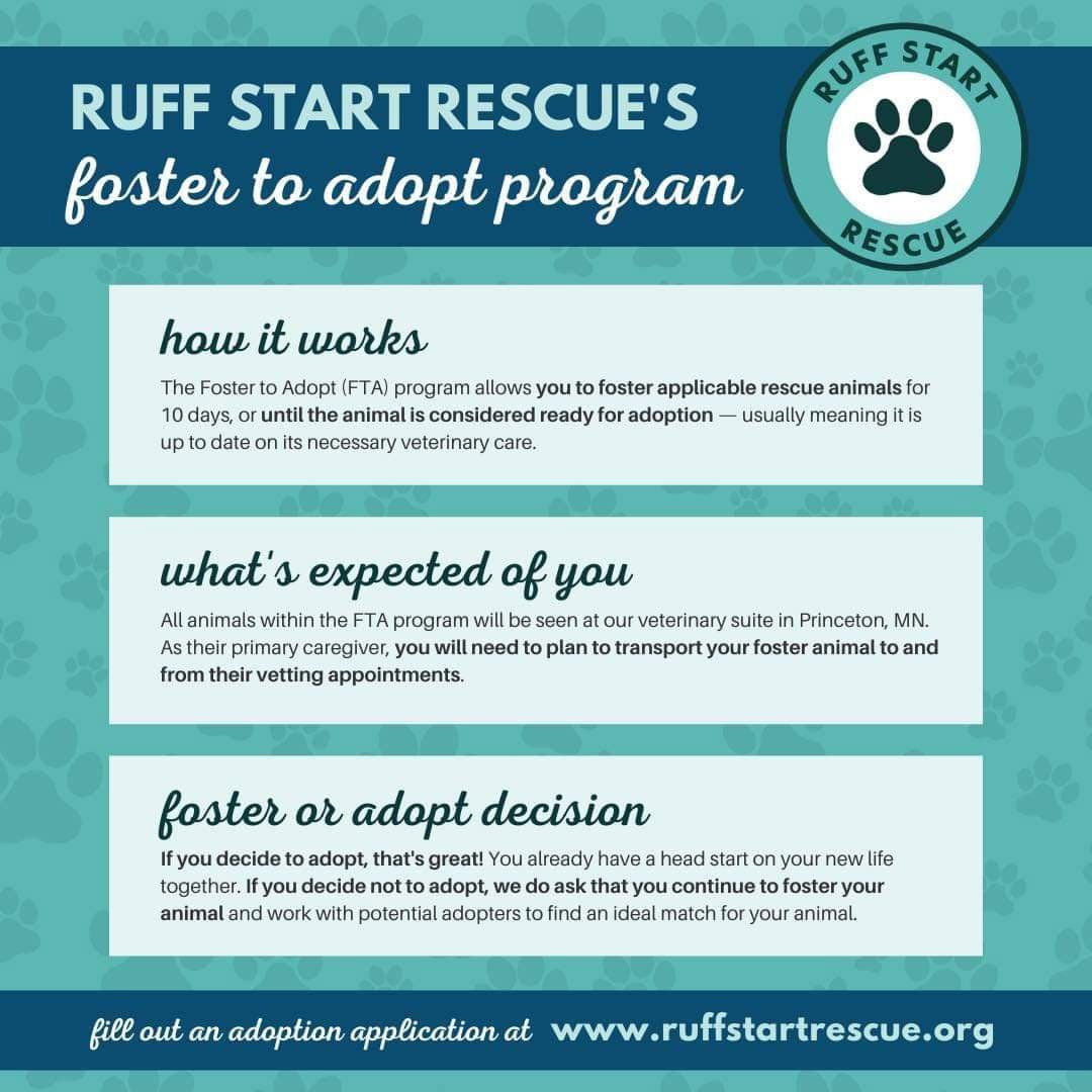 JANE JETSON - Labrador Retriever / Border Collie available for adoption