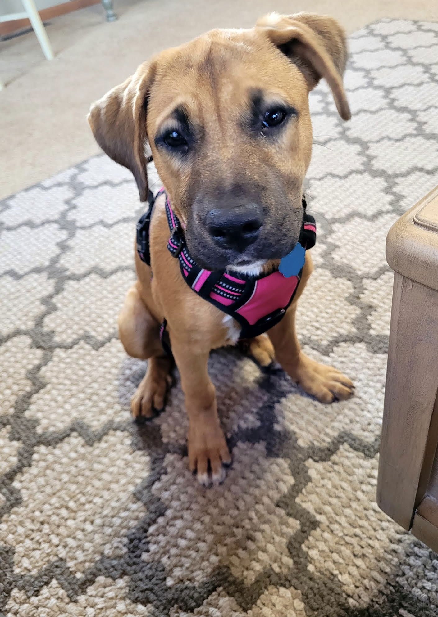 CARMEL - Boxer / American Staffordshire Terrier available for adoption