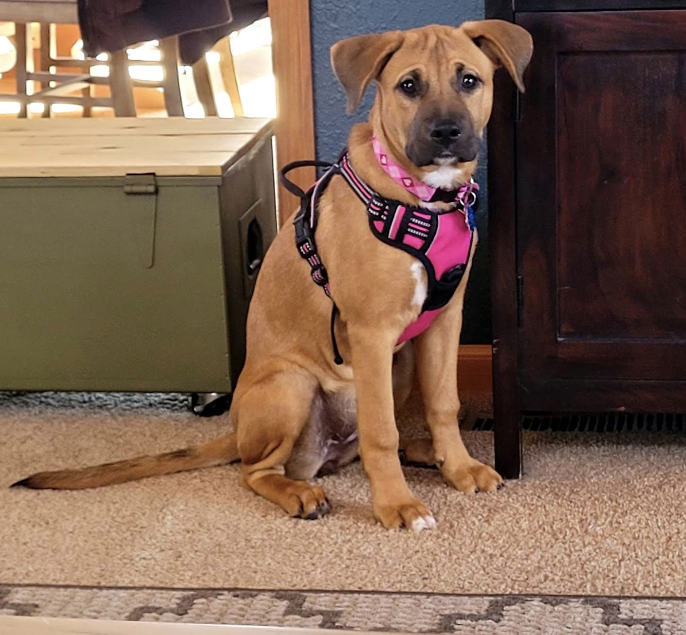 CARMEL - Boxer / American Staffordshire Terrier available for adoption