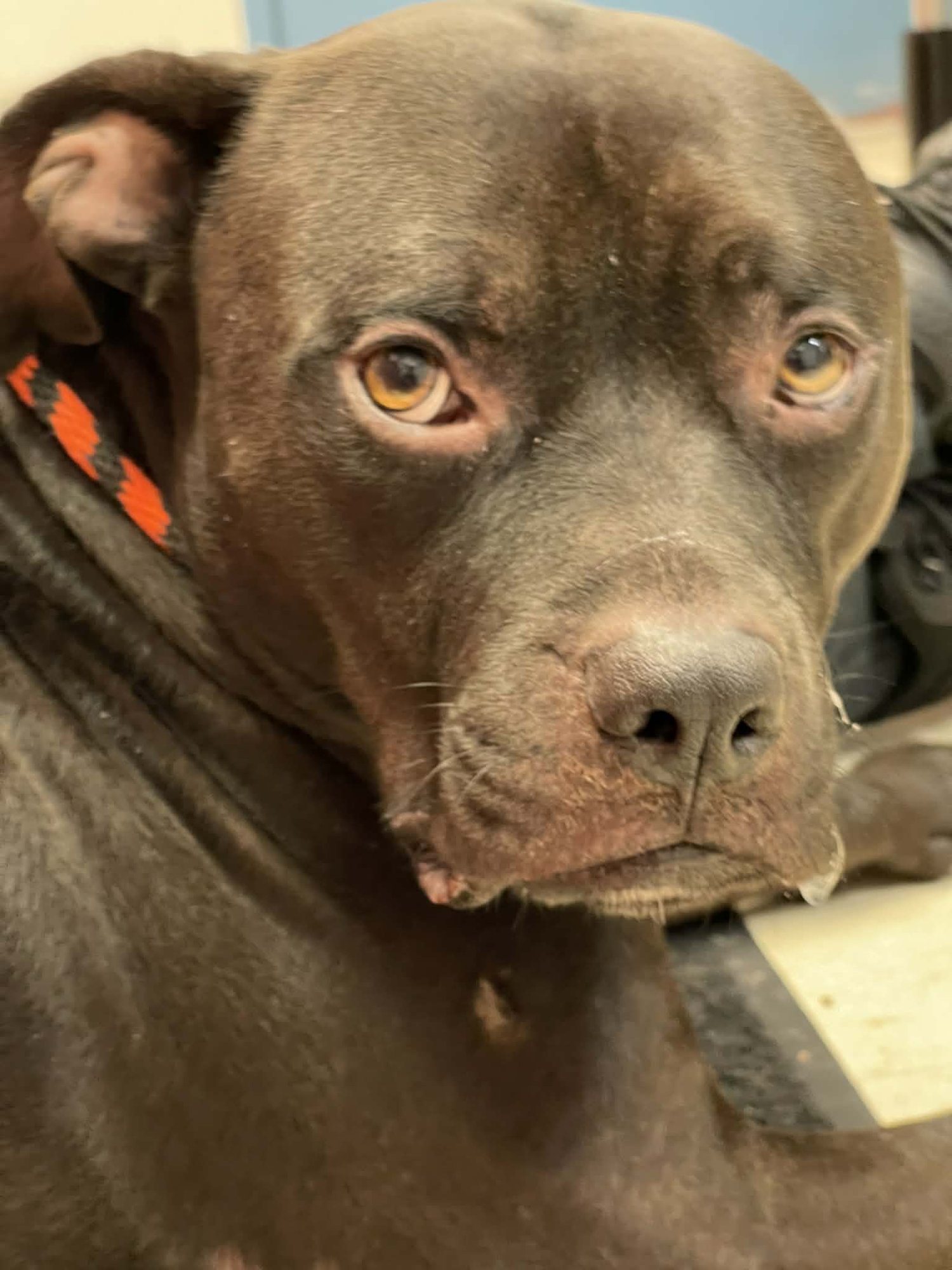 RAMBO BAMBO BAMBINO - Pit Bull Terrier available for adoption