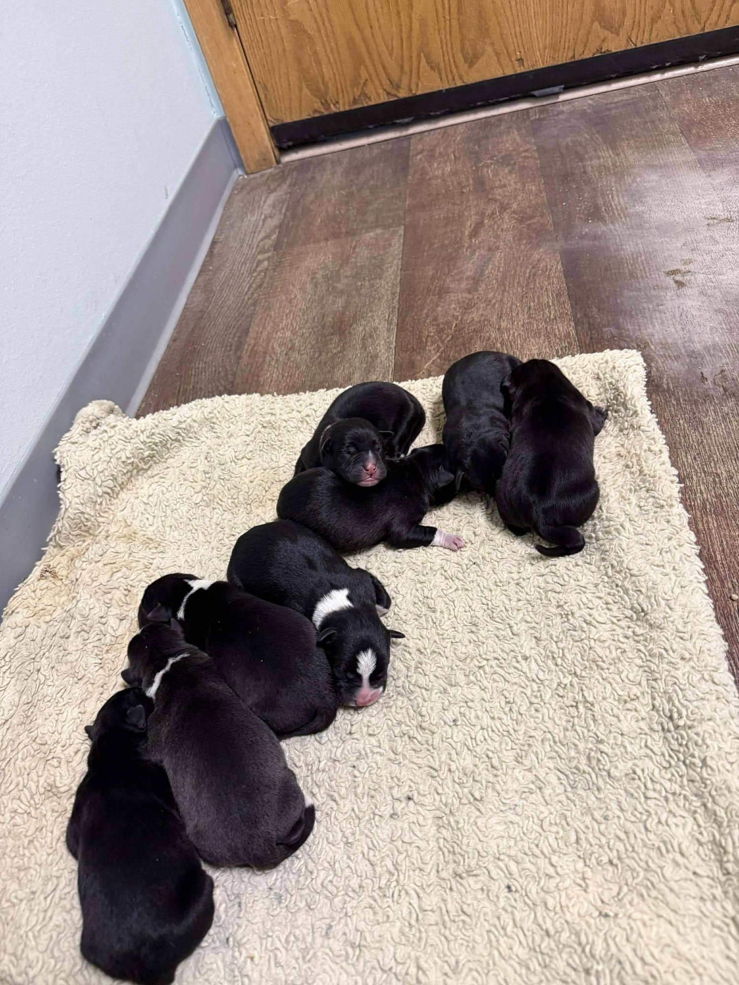 AQUARIUS - Labrador Retriever / Pit Bull Terrier available for adoption