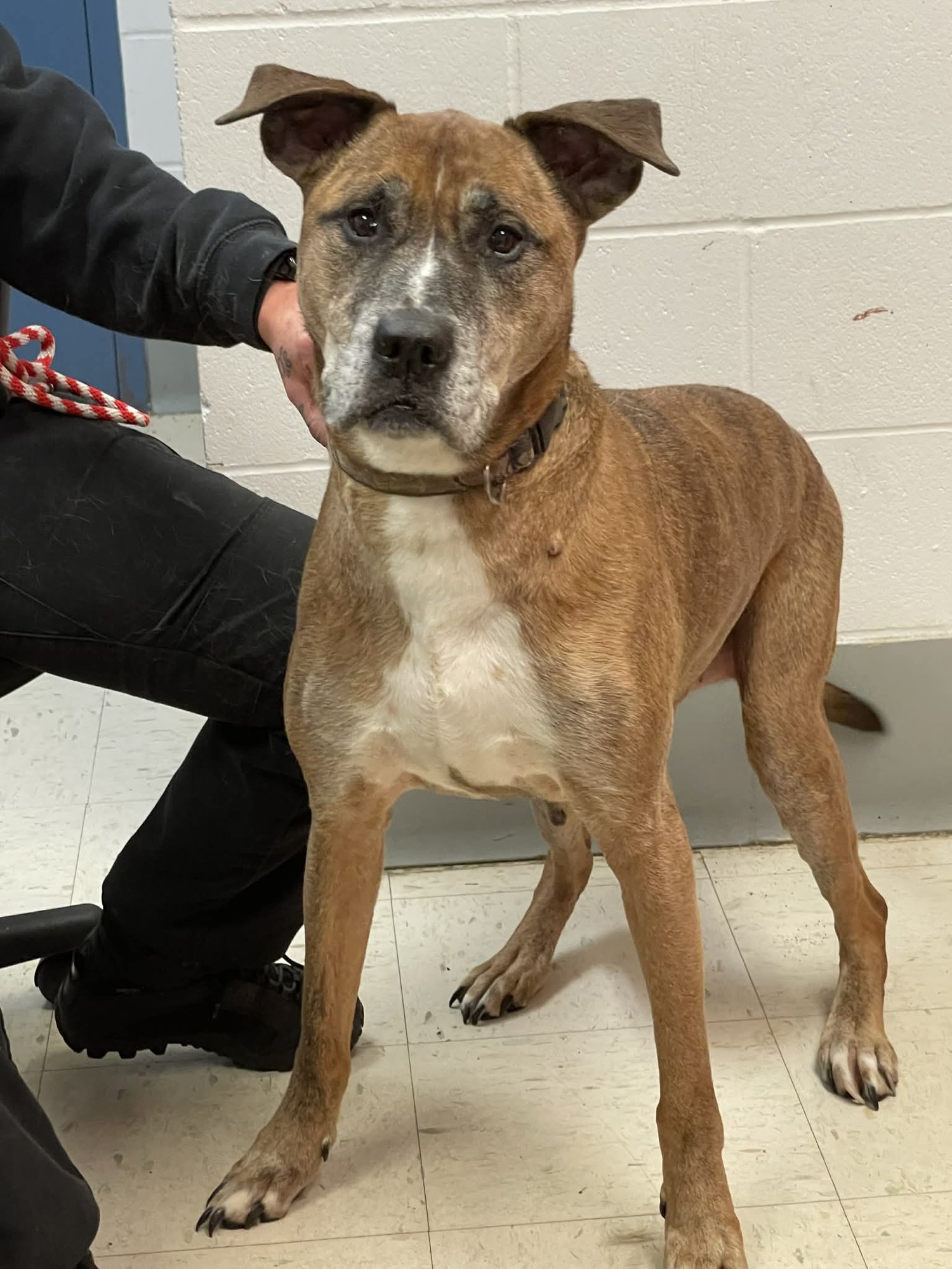 BRUTUS - Great Dane / German Shepherd Dog available for adoption