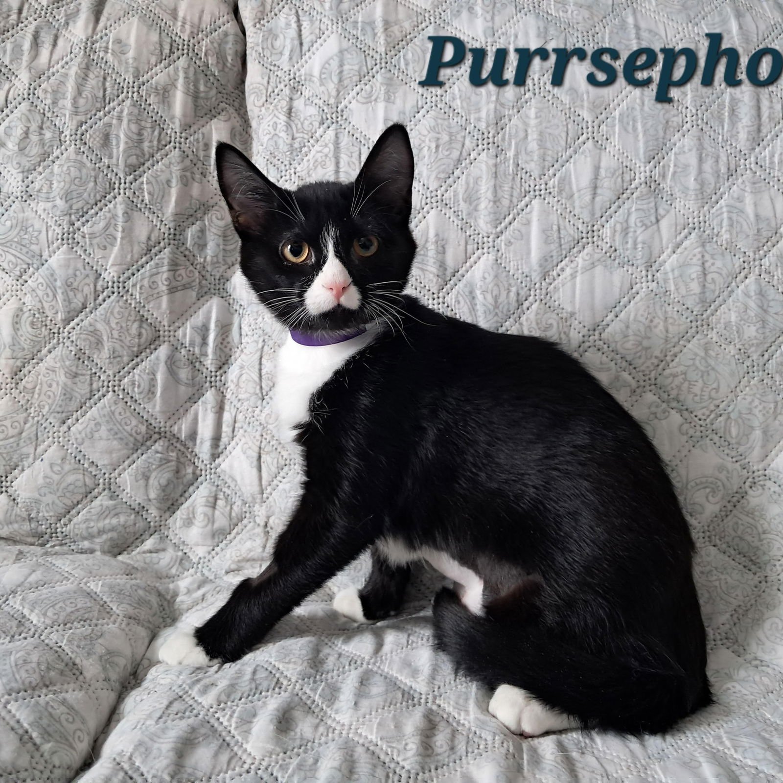 PURRSEPHONE - Domestic Short Hair available for adoption