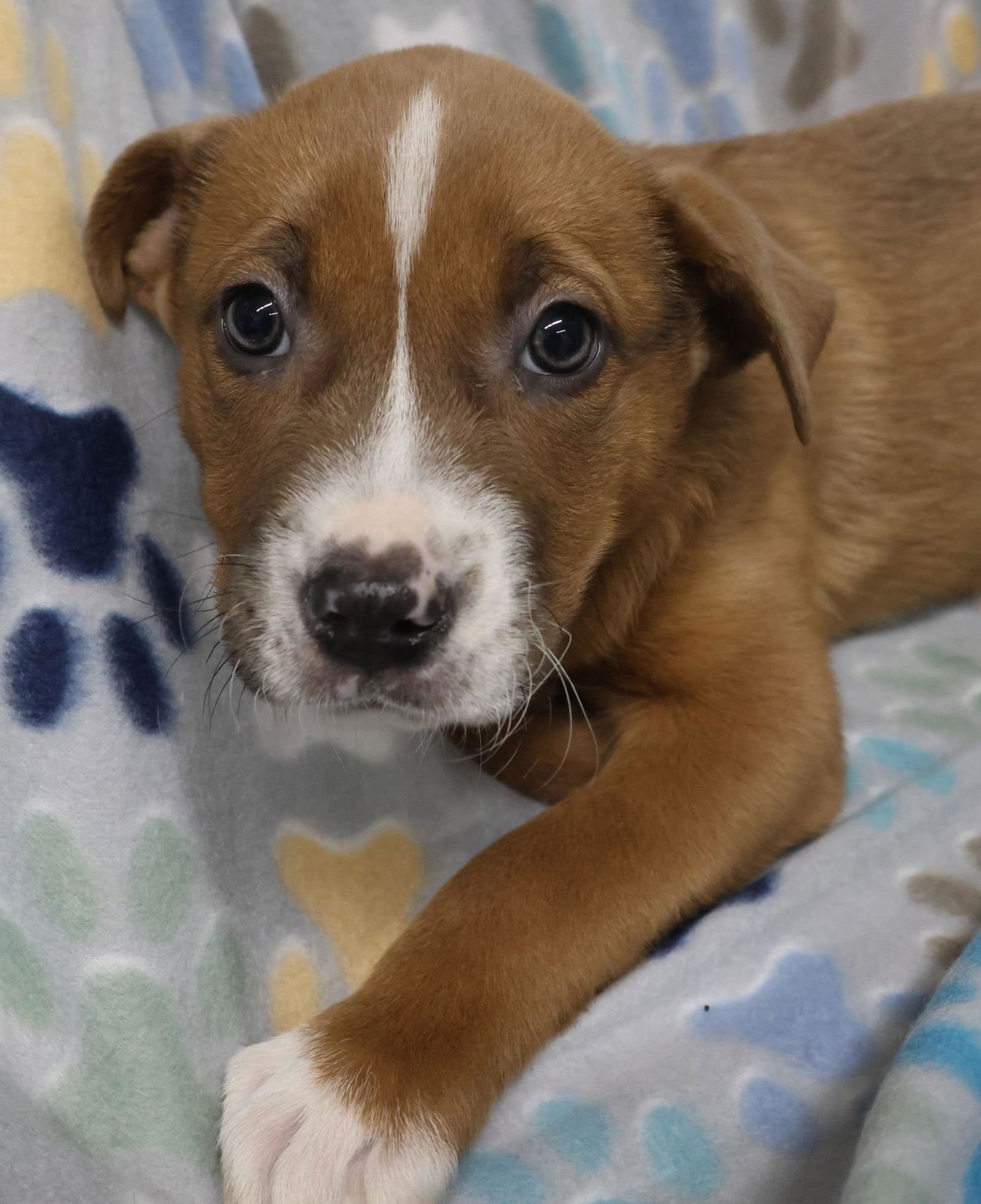 PEPPER - Labrador Retriever / German Shepherd Dog available for adoption