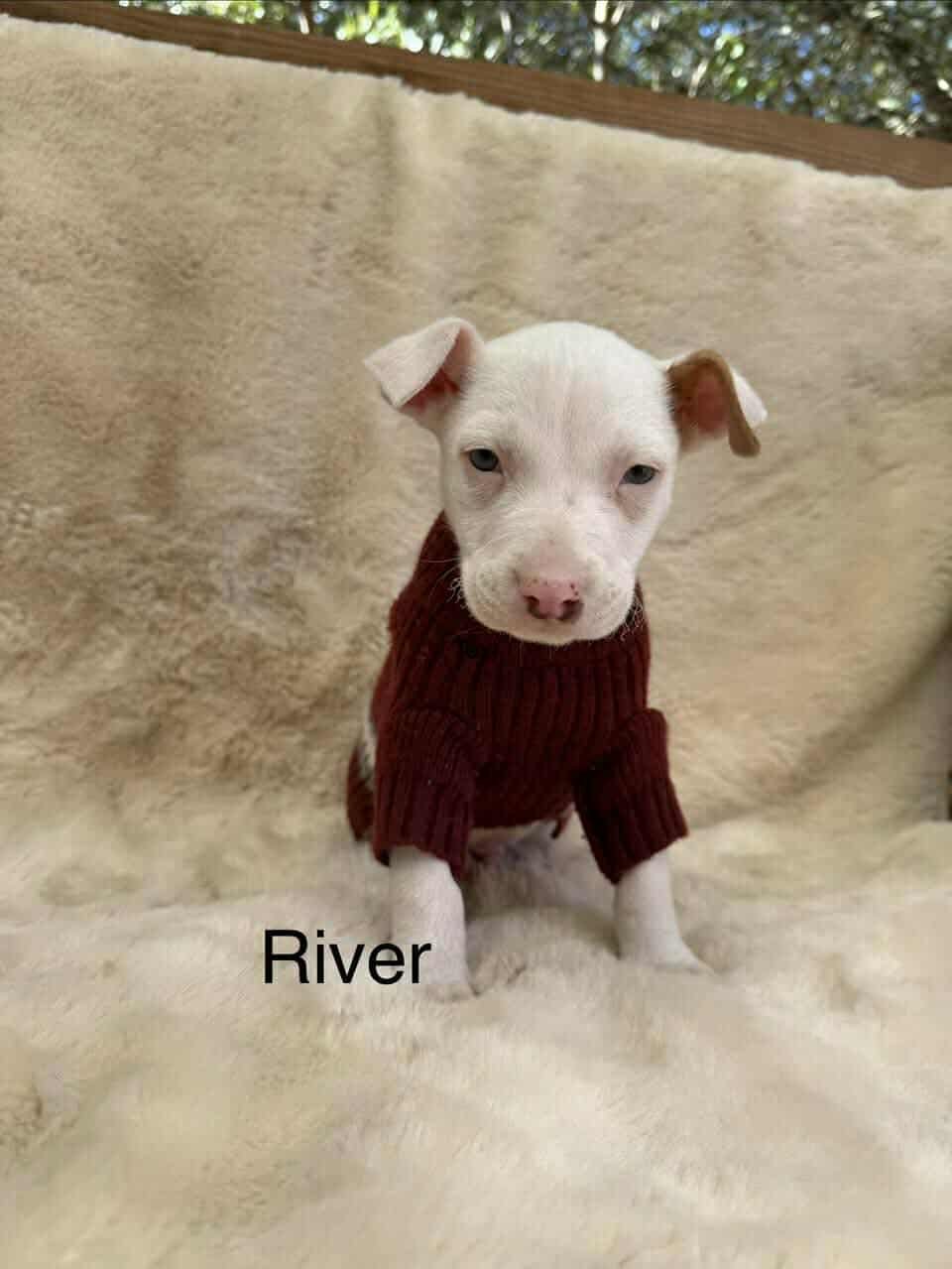 RIVER *ARRIVING 2/20* - American Staffordshire Terrier / Jack Russell Terrier available for adoption