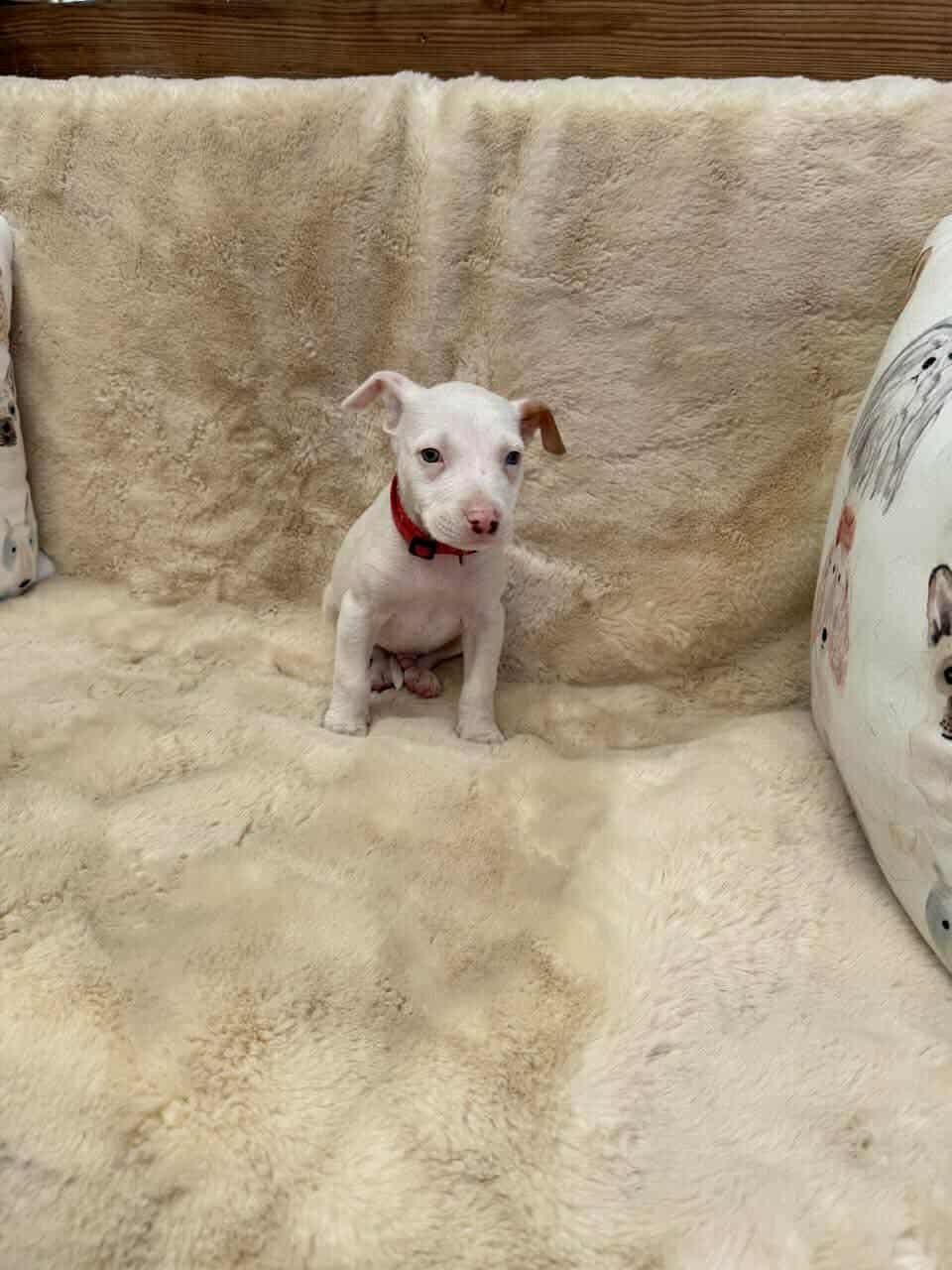 RIVER *ARRIVING 2/20* - American Staffordshire Terrier / Jack Russell Terrier available for adoption