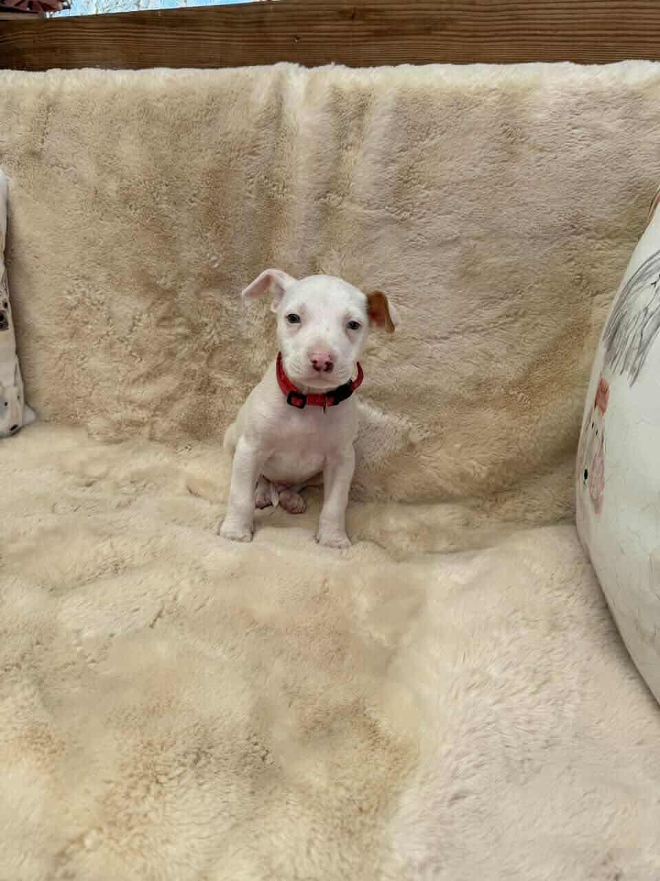 River *Arriving 2/20* - Photo 3