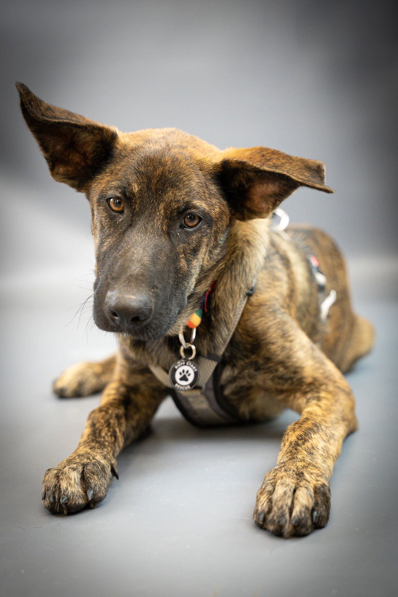 FRED - Labrador Retriever / Shepherd available for adoption