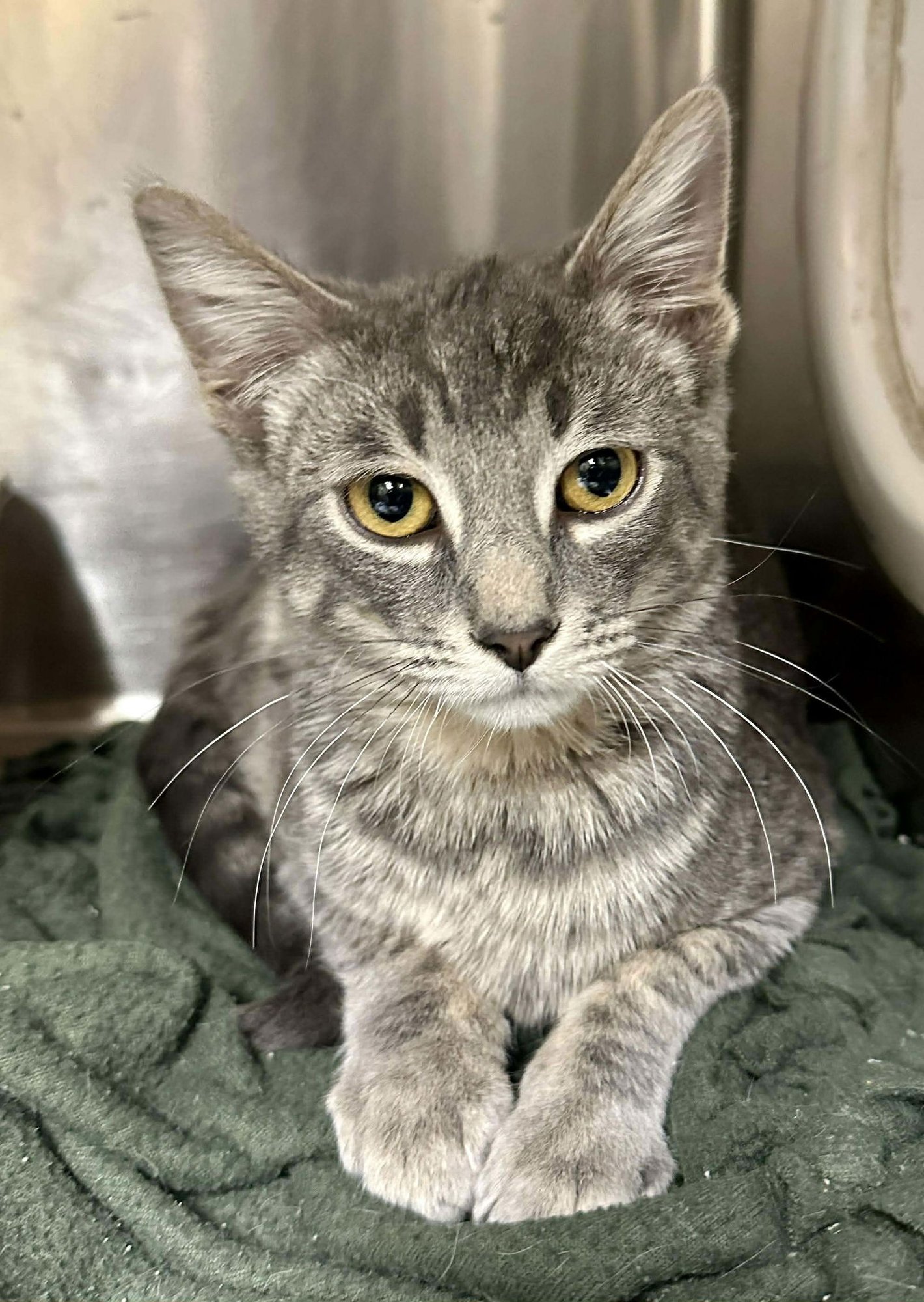 CHARLIE - Domestic Short Hair available for adoption