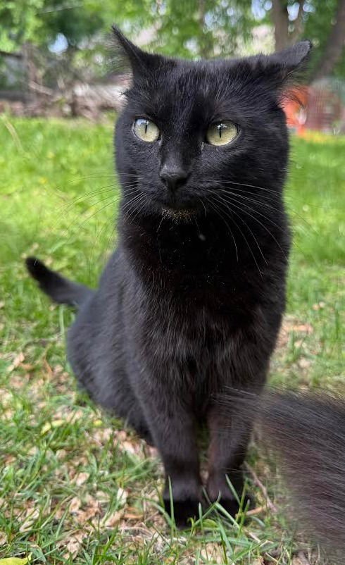 LUCIE - Domestic Short Hair available for adoption