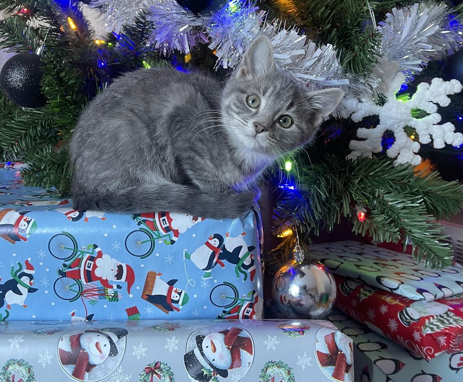 KALLIOPE - Domestic Short Hair available for adoption