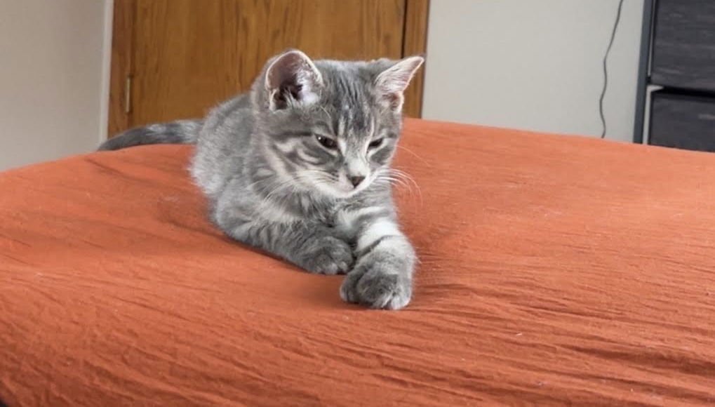 KALLIOPE - Domestic Short Hair available for adoption